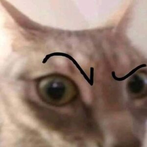 Cat with raised eyebrow